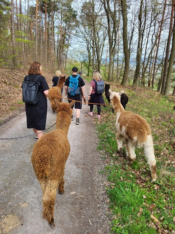 AlpakaTourFlauschig Alpaka Tour Ausblick mit Flauschigen Alpakas