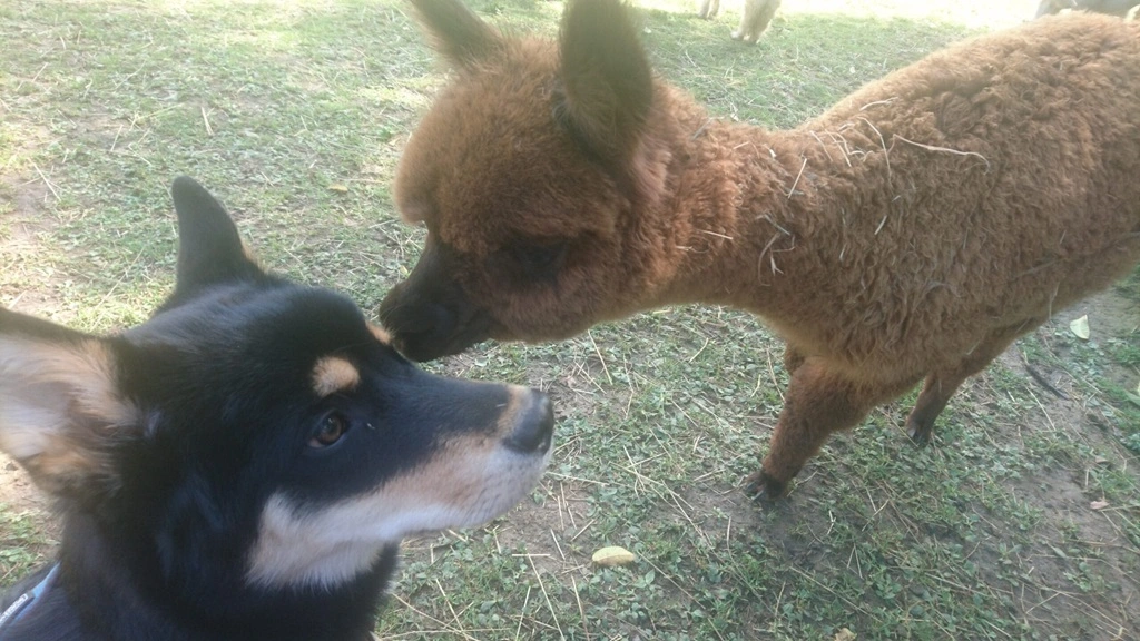 AresMitAlpaka Unser Huskey Mix mit Alpaka
