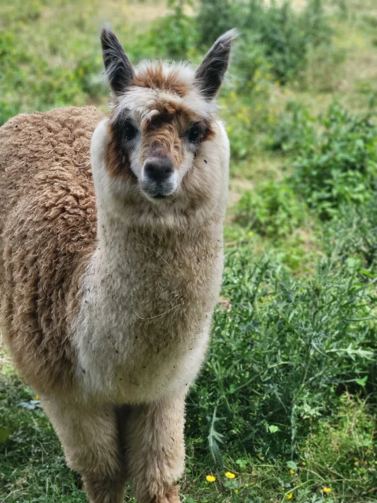 FotoShootings Fotoshootings auf der Weide und während Touren