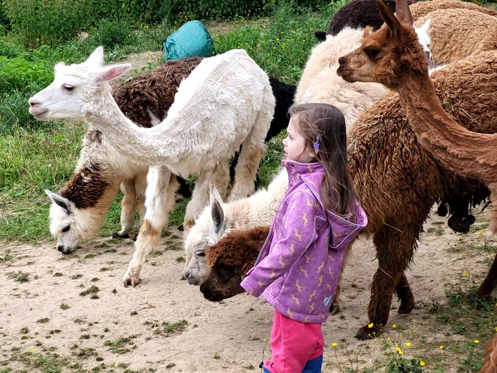 Tochter mit Alpakas