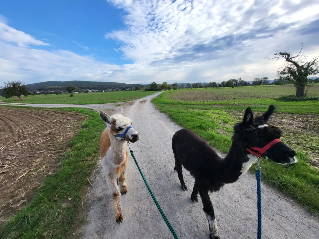 TourZweiAlpakas Tour mit Zwei Alpakas