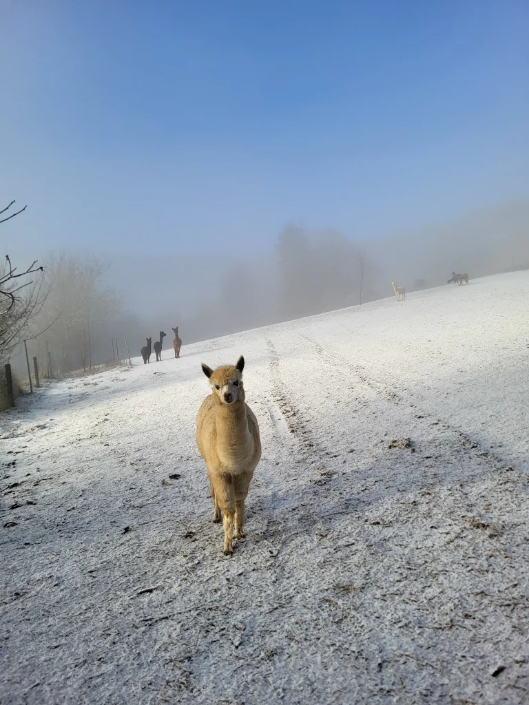 Eiskönigin Elsa Alpaka