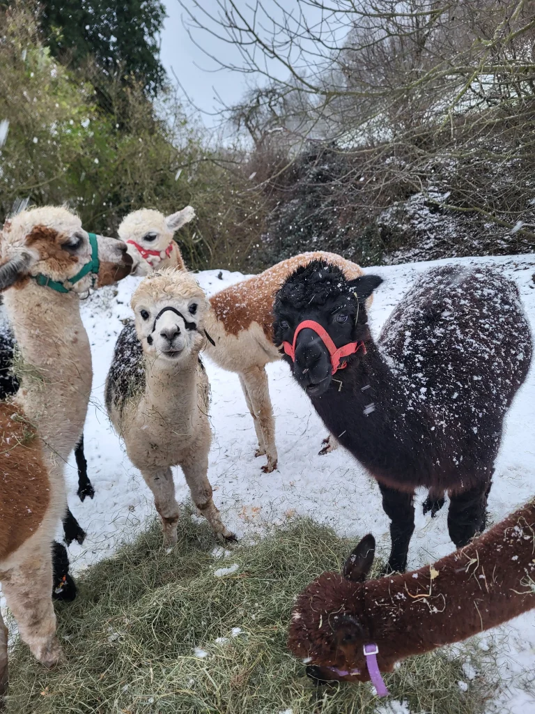 Alpaka Spaß im Schnee