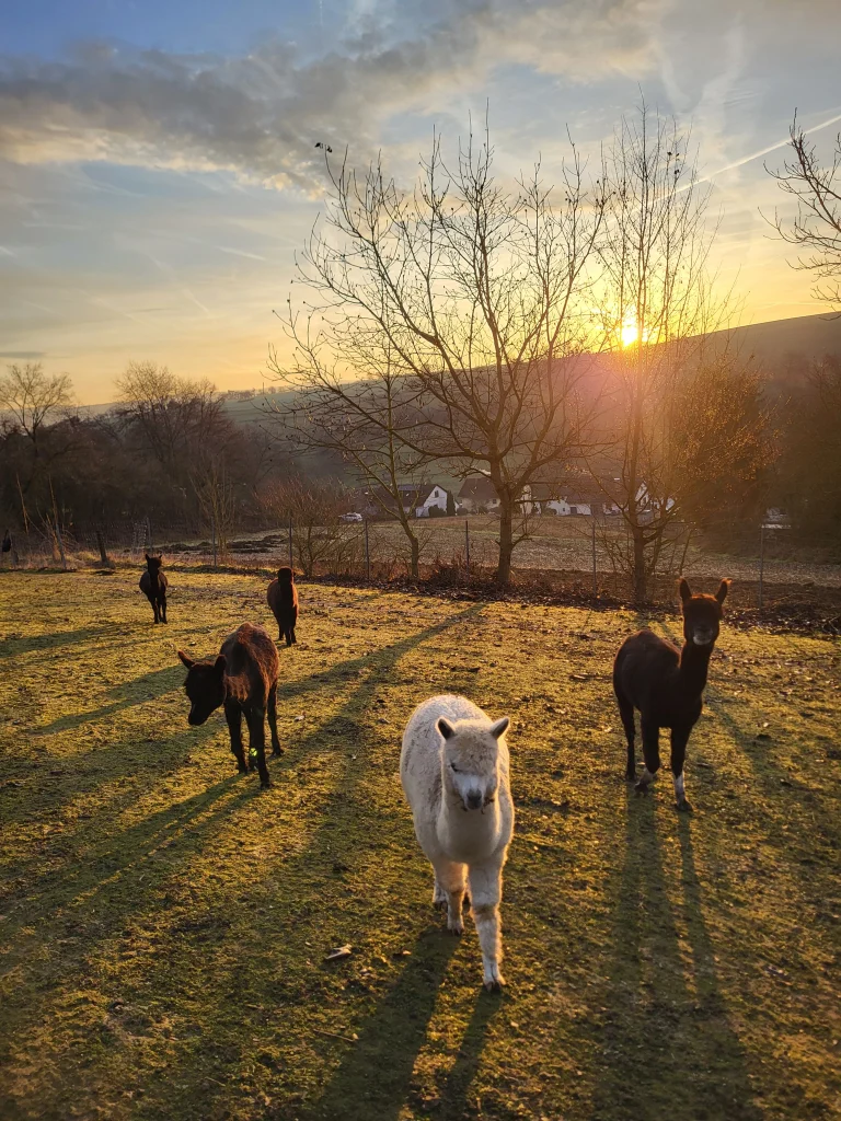 Alpakas im Sonnenaufgang